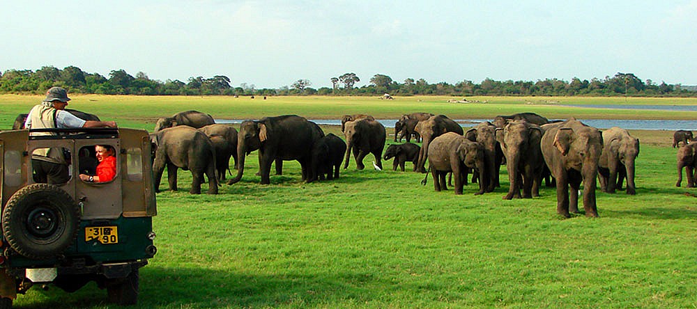 Minneriya National Park