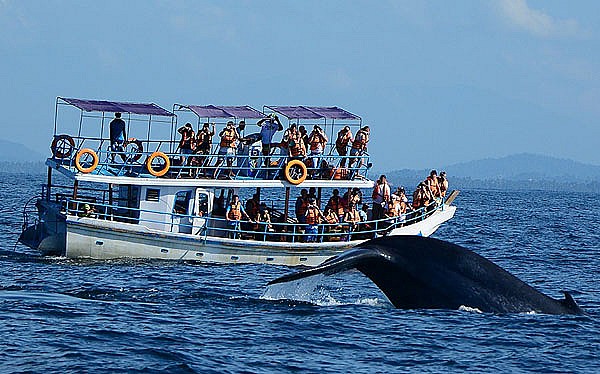 Whale Watching