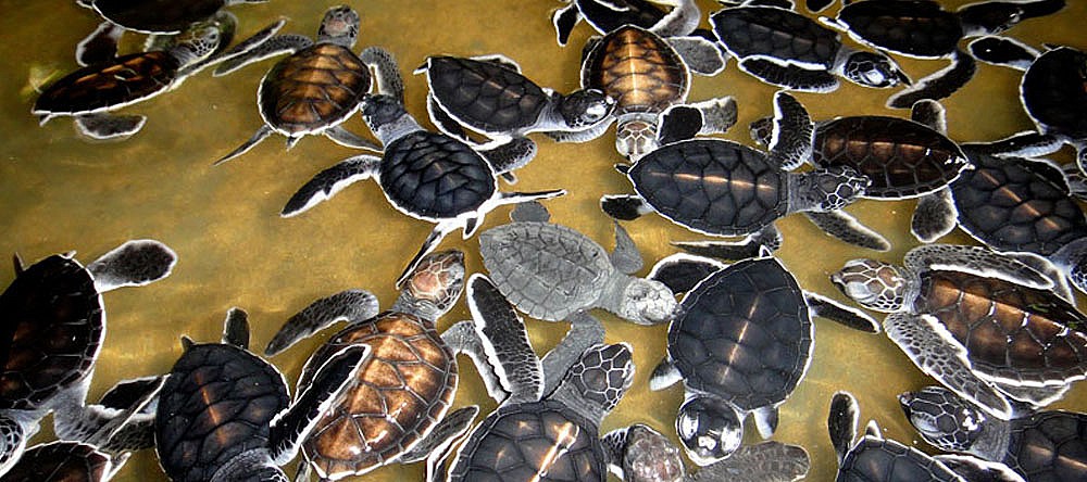 Turtle Hatchery