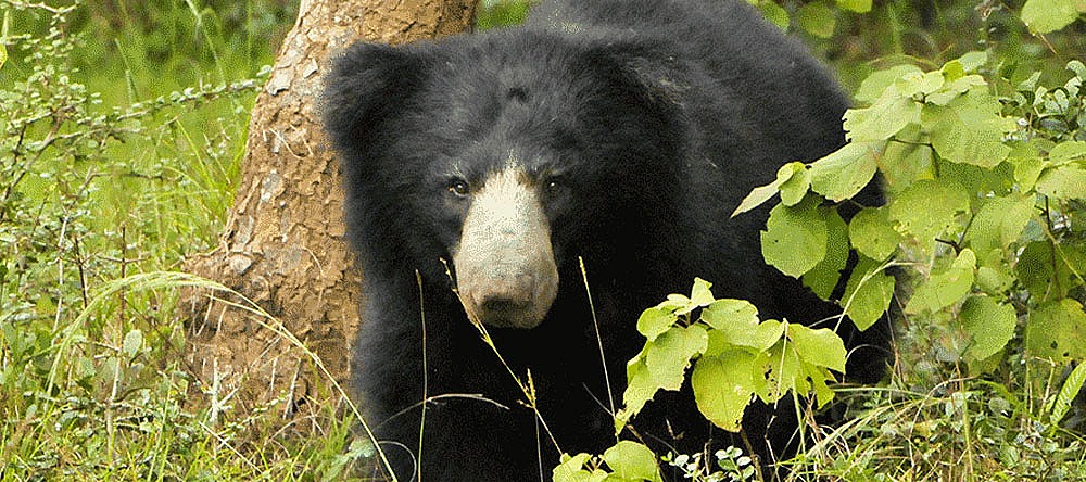 Yala National Park