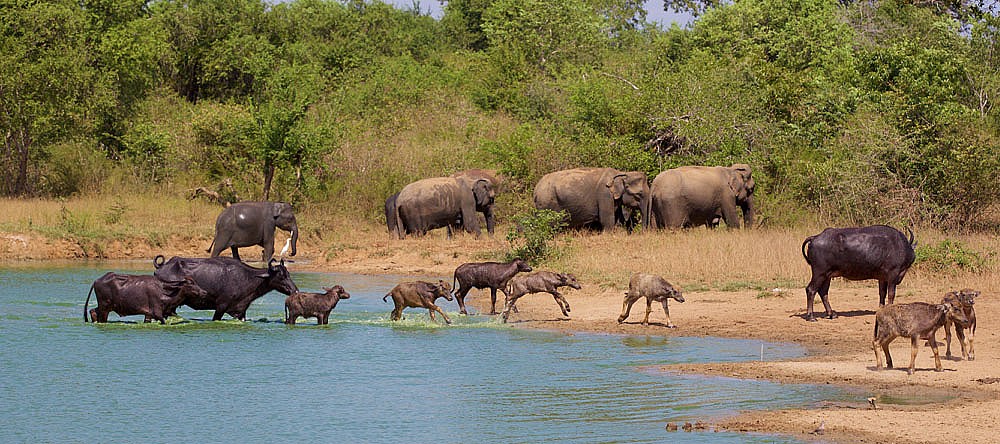 Udawalawe National Park