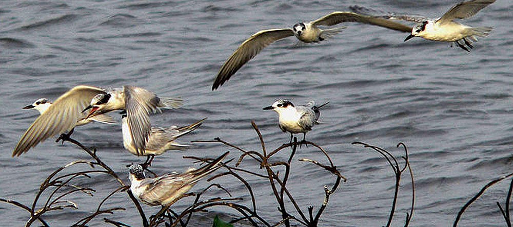 Muthurajawella bird sanctuary