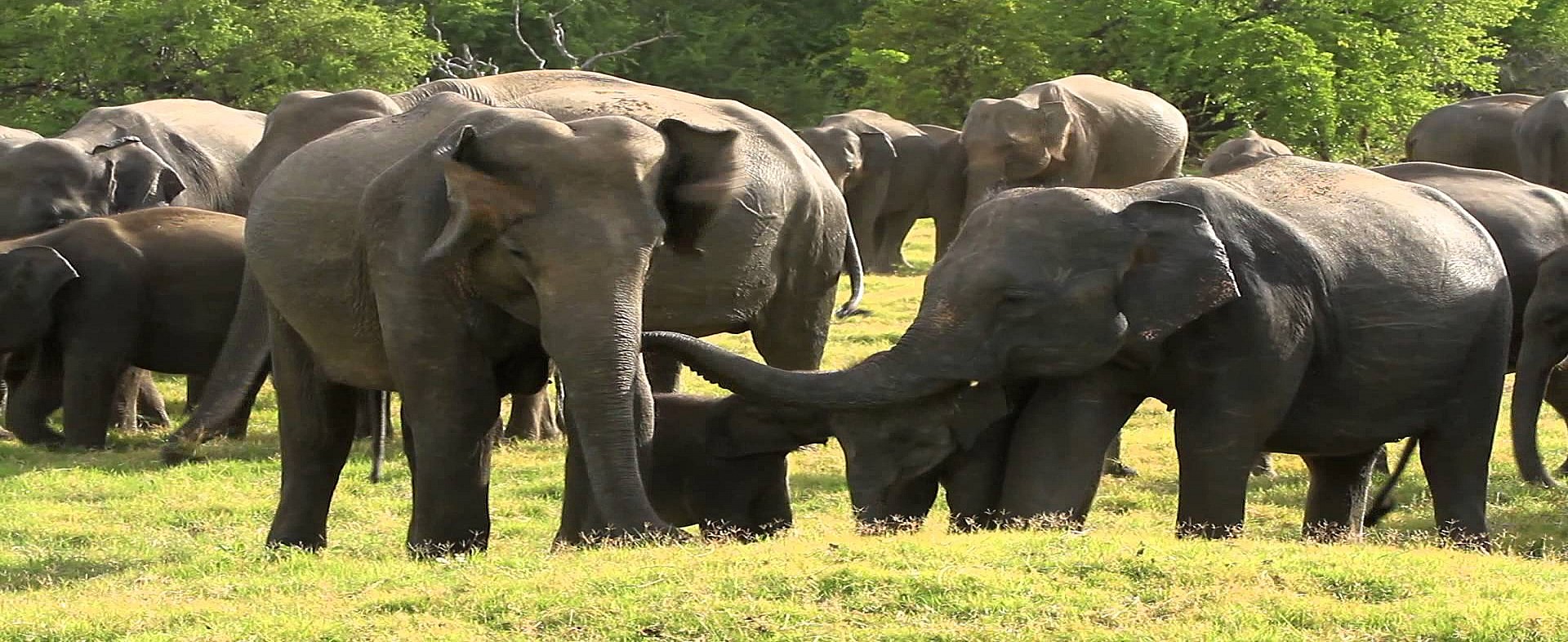 Elephant Gathering