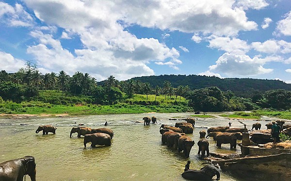 Pinnawala Elephant Orphanage