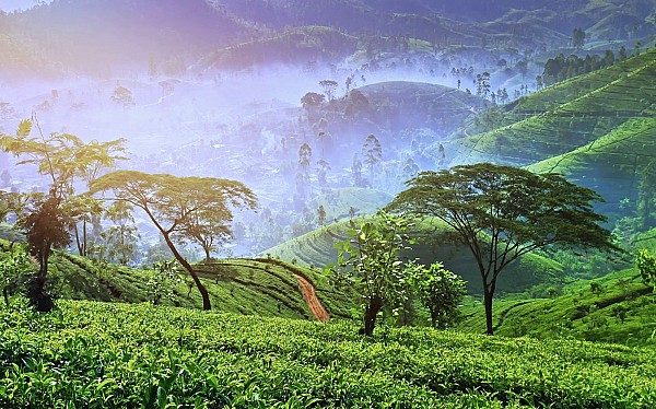 7 Best things to do in Nuwara Eliya