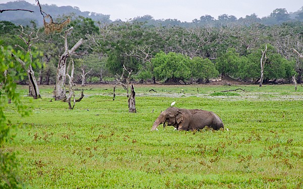 Yala Wildlife