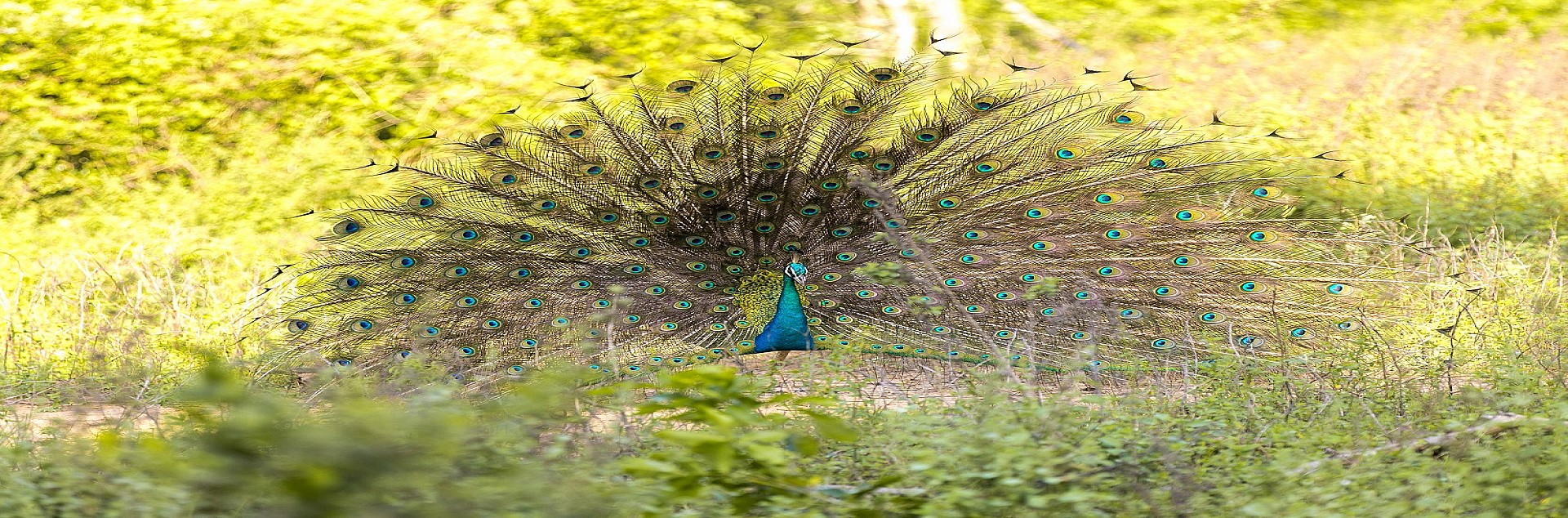Bird Watching In Sri Lanka
