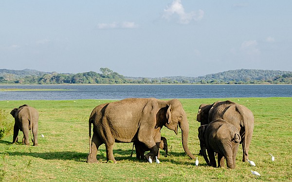 Minneriya Safari