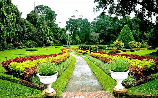 Royal Botanical Gardens: Peradeniya