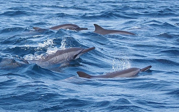 Dolphin and Whale Watching in Sri Lanka